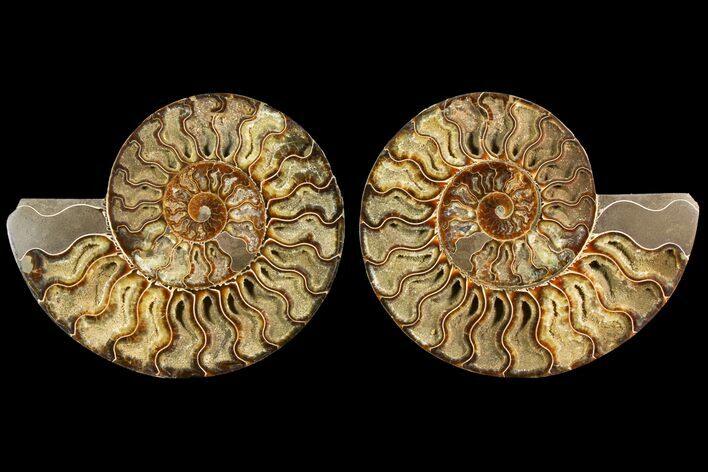 Agatized Ammonite Fossil - Crystal Filled Chambers #145222